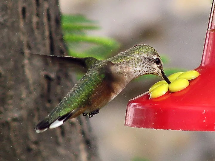 Green Hummer at Feeder_8-22-2009.webp