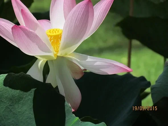 Lotus.webp